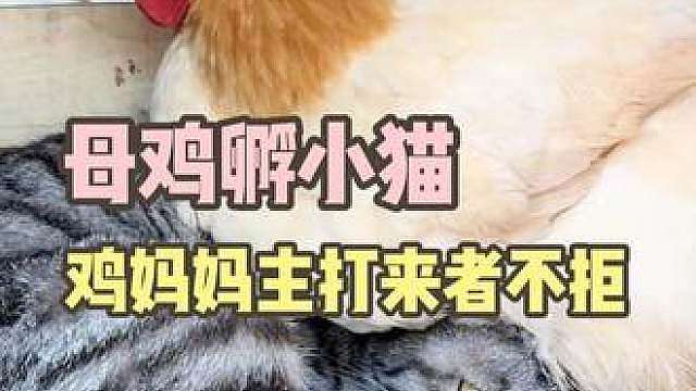 鸡妈妈：大环境不好，生啥养啥吧
