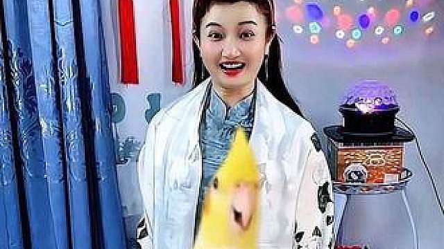 鹦鹉可爱视频