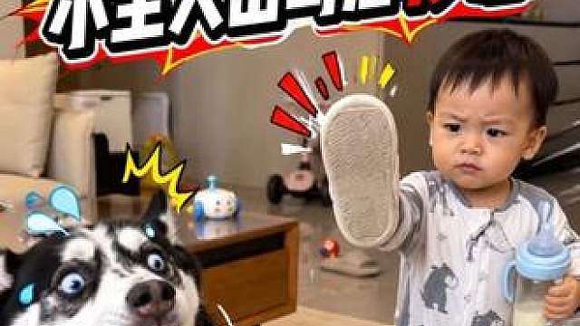二哈死活不吃药，当小主人出马后瞬间认怂