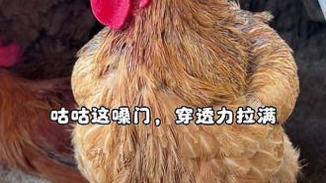 不知道受啥刺激，咕咕疯狂输出高音