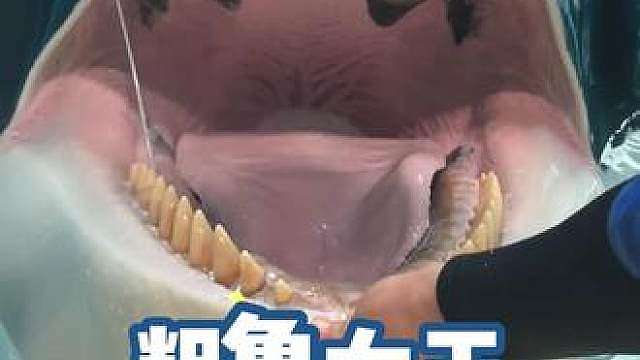 不好意思，我家女王就走这个路线的