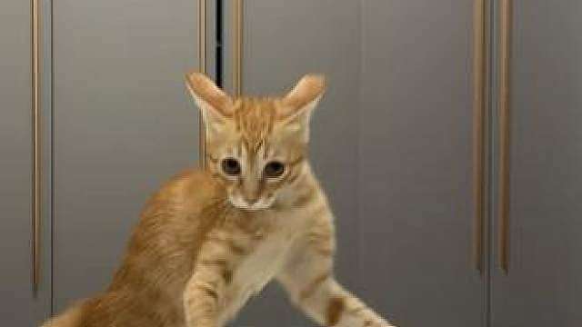 疑似学猫叫太逼真把猫吓傻了 咋的只许你叫不许我叫