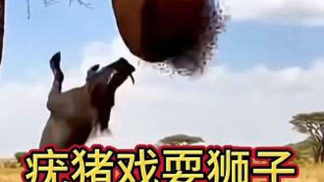 疣猪戏耍狮子 狮子被耍的要气疯了