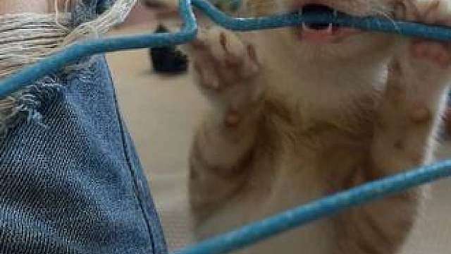 谁家小猫咪变身二胡演奏