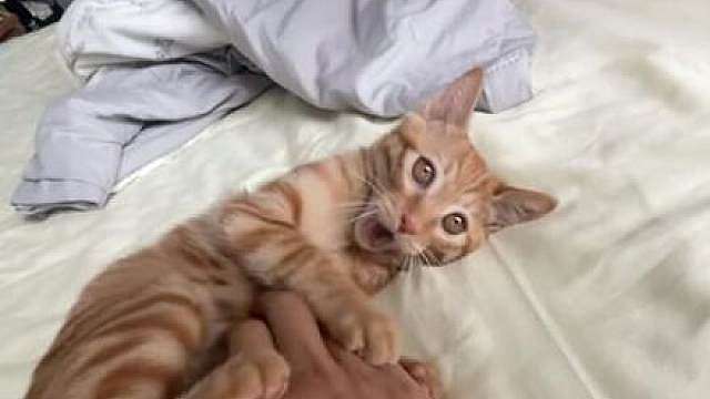 兽 耳 猫 娘 女 仆