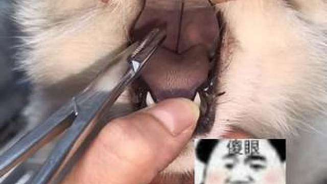 家里猫咪不爱吃的 扒开嘴一看 小脑萎缩了
