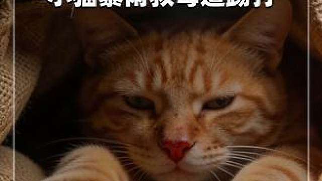 满身伤痕小猫哭求路人救母，被踢开后小哥成最后救赎 。