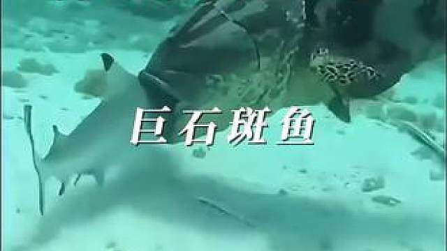 一张嘴，鲨鱼都能吞下去