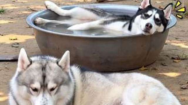生娃后的夫妻现状，狗爸气得我想揍它