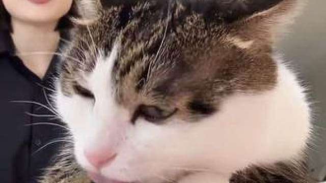 小猫也能开播 表演卖萌中