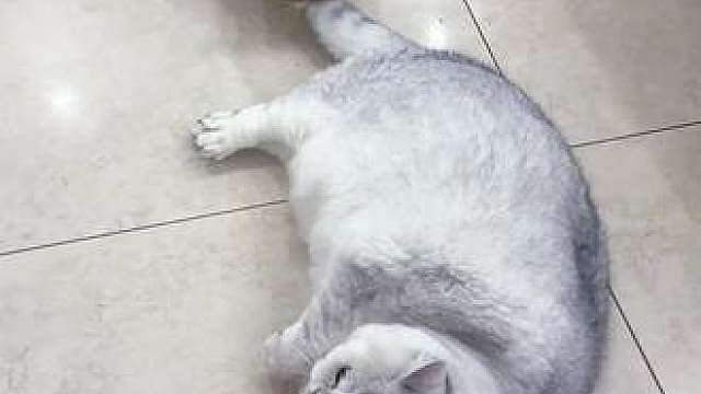 我的银色小猪猪！