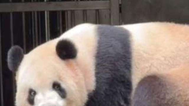 霸气十足兰双双