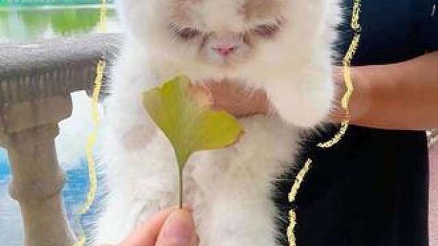 无脚猫·大头第174天。哥哥抱着大头把大禹治水的故事念了一遍，他听没听懂不重要，重要的是有人愿意慢慢念给他听。被爱着的时候，你才愿意睁大眼睛去看一看这个世界。