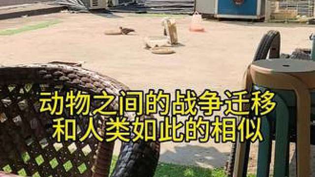 动物之间的迁徙战争和人类如此的相似…… 原来造物主在制造万物的时候给了我们相同的生存法则