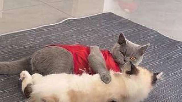 猫：跟老年人住一起是真不方便