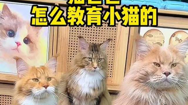 猫咪爸爸是怎么教育小猫的？