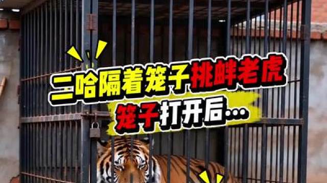 二哈隔着笼子狂骂老虎，开门后二哈傻眼了
