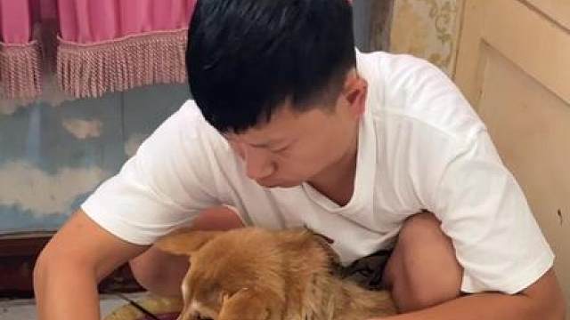 小狗翻垃圾桶怎么办