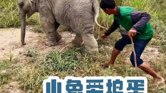 【小象:小鲸鱼】 没错，你蹲在哪里阻碍到胖鱼
