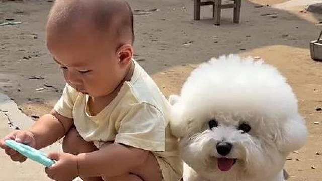 小狗狗太可爱了，还会哄娃