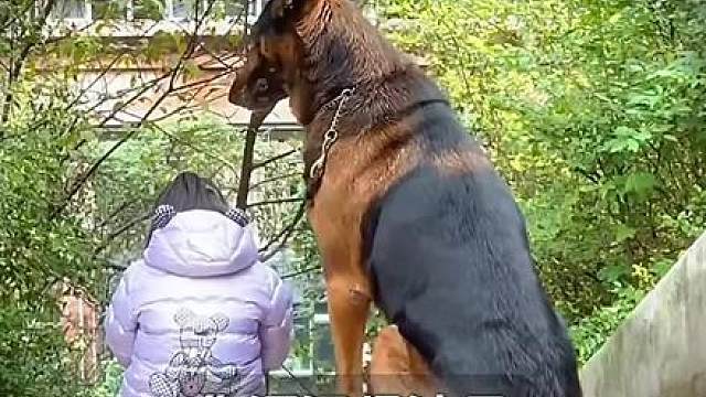 你知道带了八年娃娃的小狗吗？