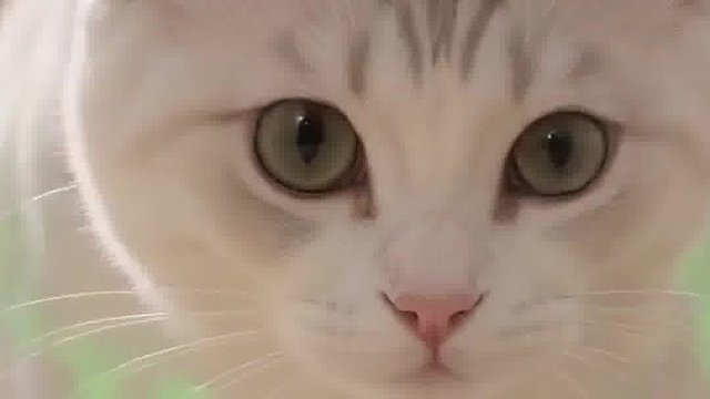 养猫必看｜千万别踩毒猫粮坑，害猫又费钱