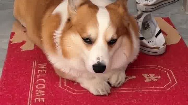 它都郁闷了