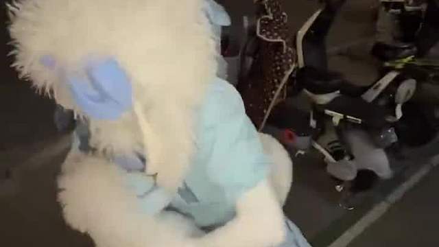 泰迪成精  -
