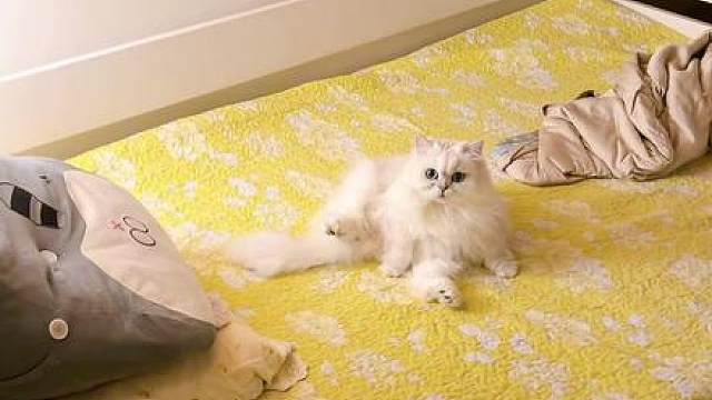 你看，我就说么
