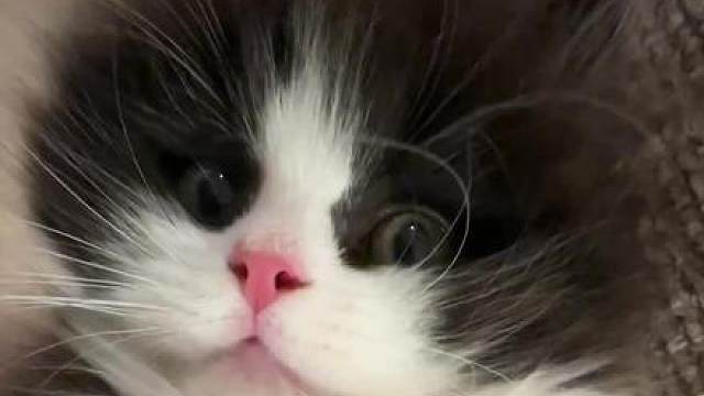 猪咪也是咪！