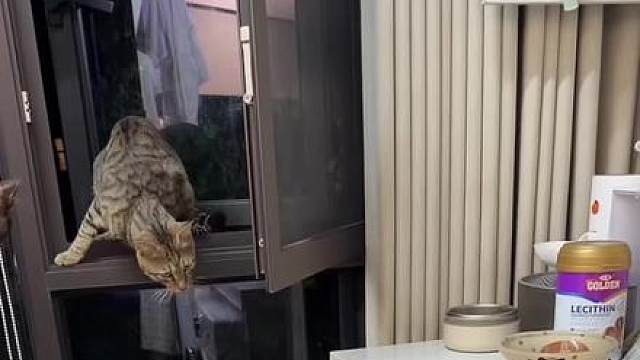 如何收服一只野生狸花猫，我只演示一遍 听粉丝劝，改一版