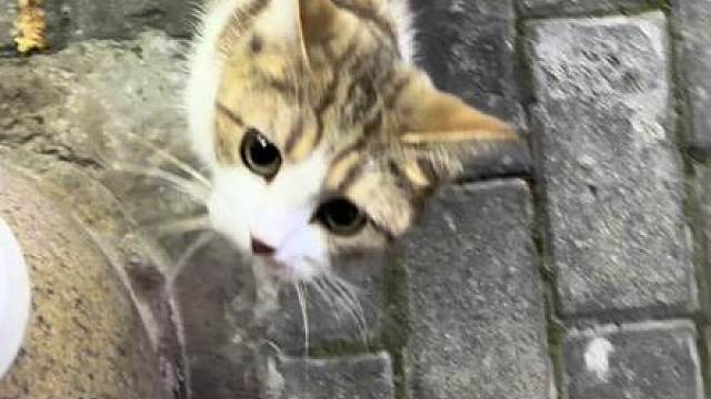 猫儿这个变脸