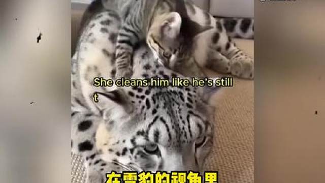 狸花猫收养小雪豹
