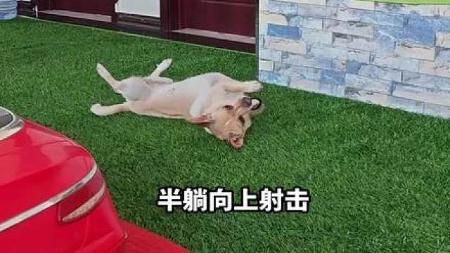 半躺斜射，精准出击
无辅助直立坐好，向上弹射打爆气球
这个姿势难度拉满，一般小狗可做不到