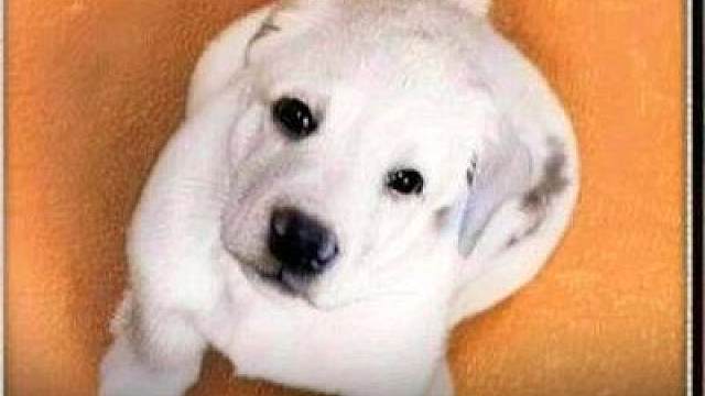 它克制天性，牺牲自由默默为人类奉献了一生
