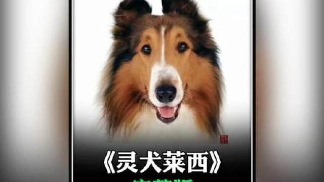 狗狗徒步穿越1200多公里，只为寻找他的小主人，感动无数人！