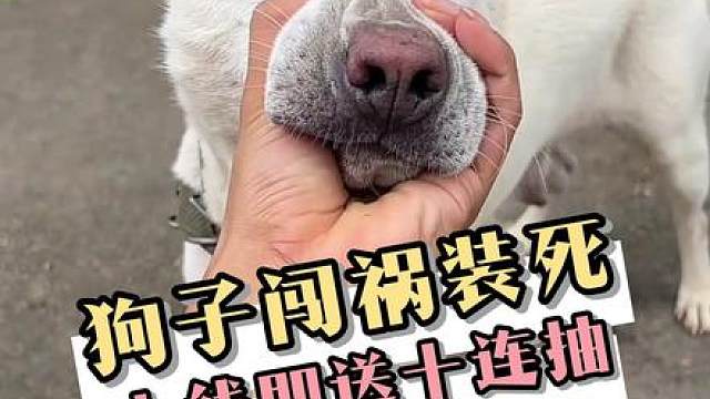 狗子： 你打几下那个鸡啊，万一它也是装死呢