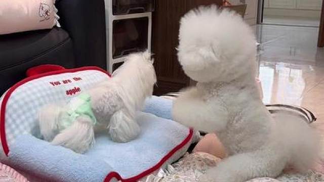 看它俩像在干什么？哈哈