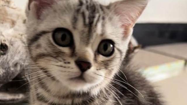 可爱的猫咪，有点坚持不下去了啊怎么办