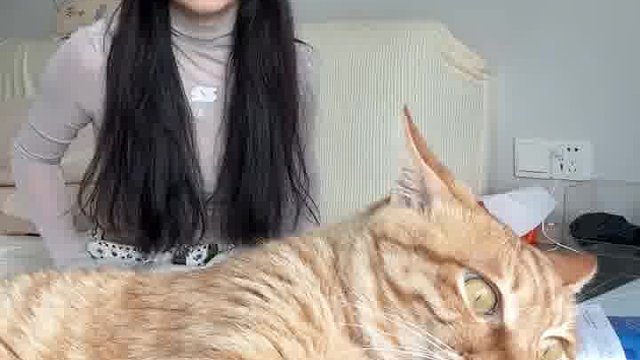白天不熬猫，晚上猫熬人