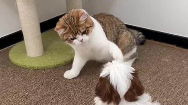 大馒头哥给狗训明白了