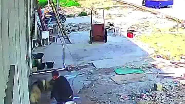 狗主人发现后拿着铁锹狂追却无能为力！#监控下的一幕