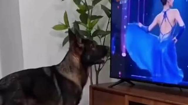 烦死了隔这跳跳跳