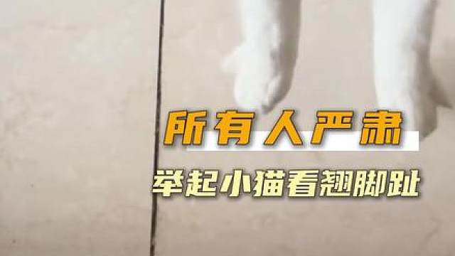 所有人开始严肃举起小猫