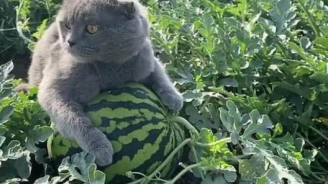 偷瓜小猪咪