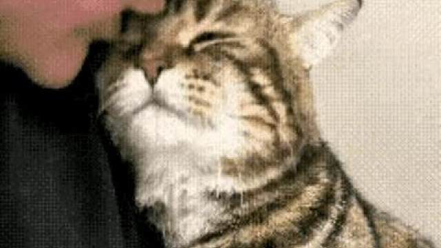 隔着屏幕都能感觉到猫儿的不舍，是不是猫咪去喵星之前都会有预感呀？21年了，最后的这几天，他时时刻刻粘着主人，想把主人的样子牢牢记在心里，满眼都是不舍，让人心酸