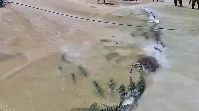 人类一如既往的对海龟的疼爱