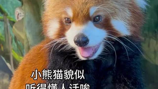 小熊猫：放一百个心吧 他们骗不到我 除非是两个苹果
