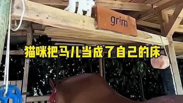猫咪把马儿当成自己的床
