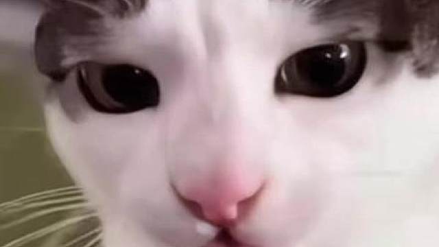 嘎嘣脆小猫